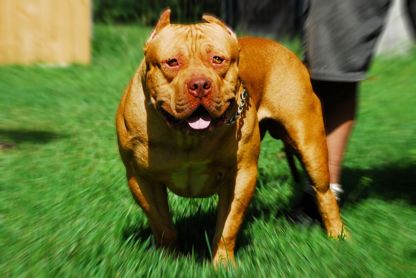 Dog Featured Image