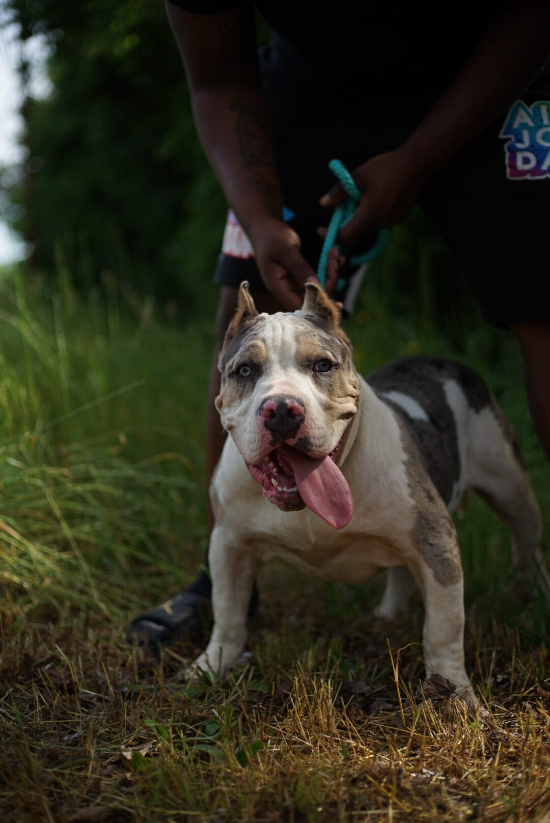 Dog Featured Image