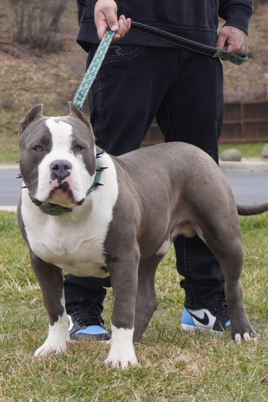 Dog Featured Image
