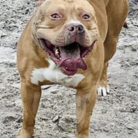 Celebrity Pits Daisy