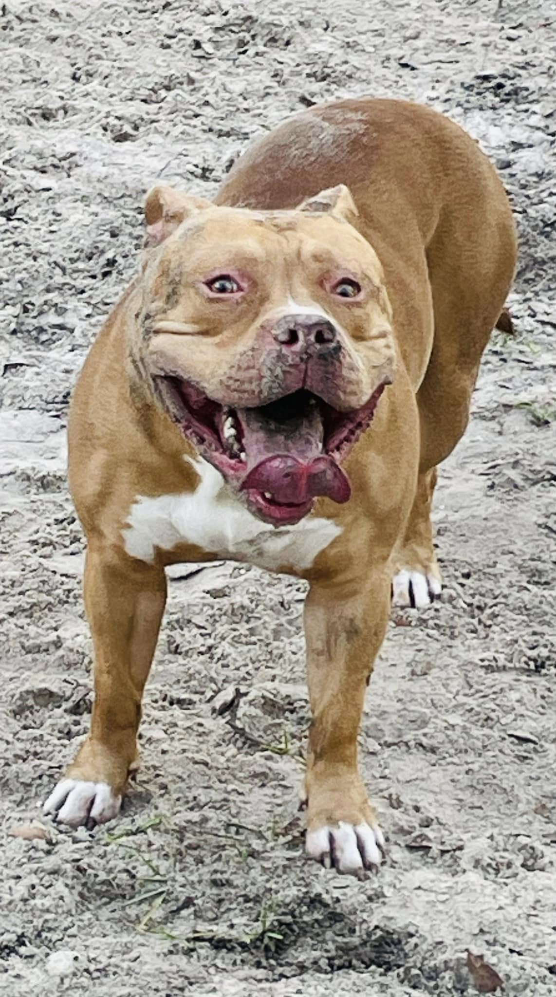 Dog Featured Image