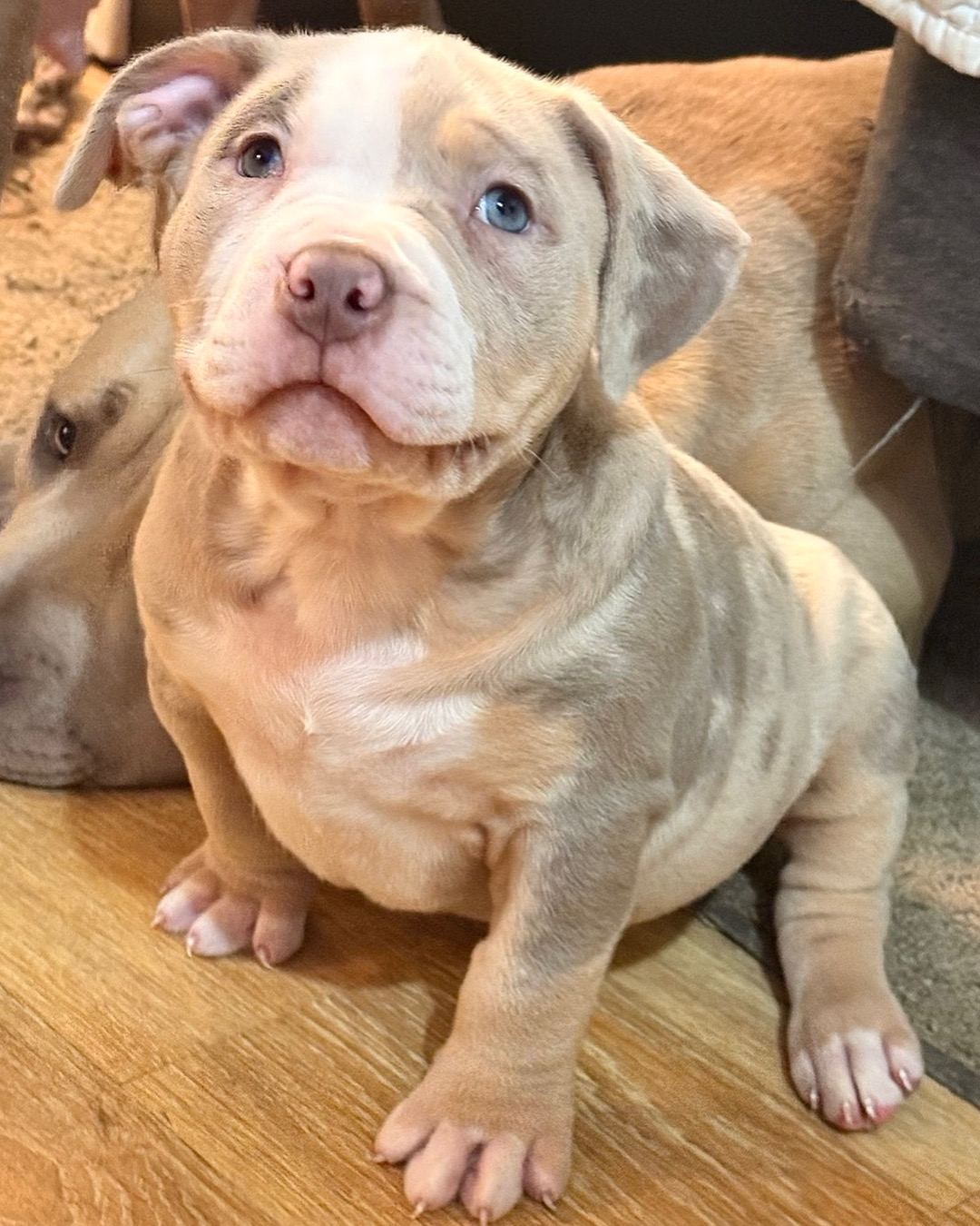 Dog Featured Image