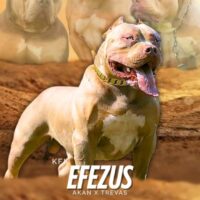 KFK EFEZUS