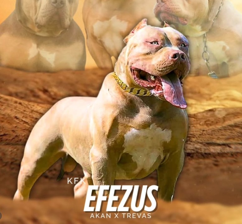 Dog Featured Image