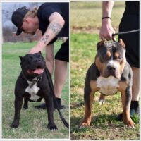 Pc kennels centenario