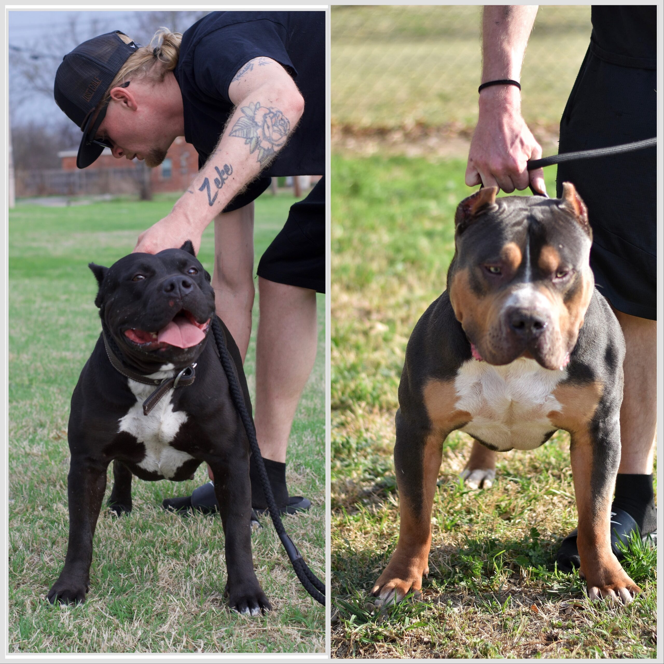 Dog Featured Image