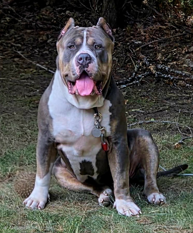 Dog Featured Image