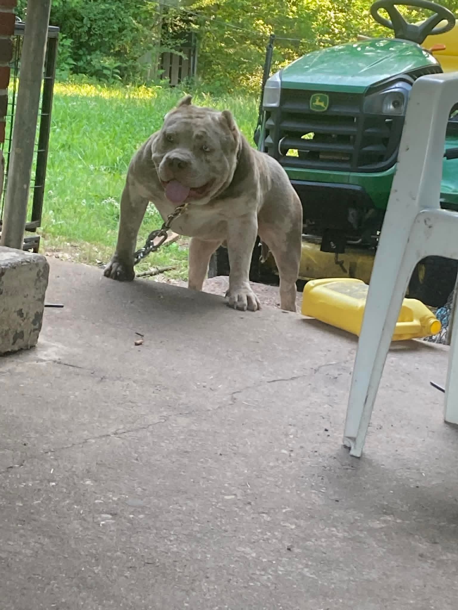 Dog Featured Image