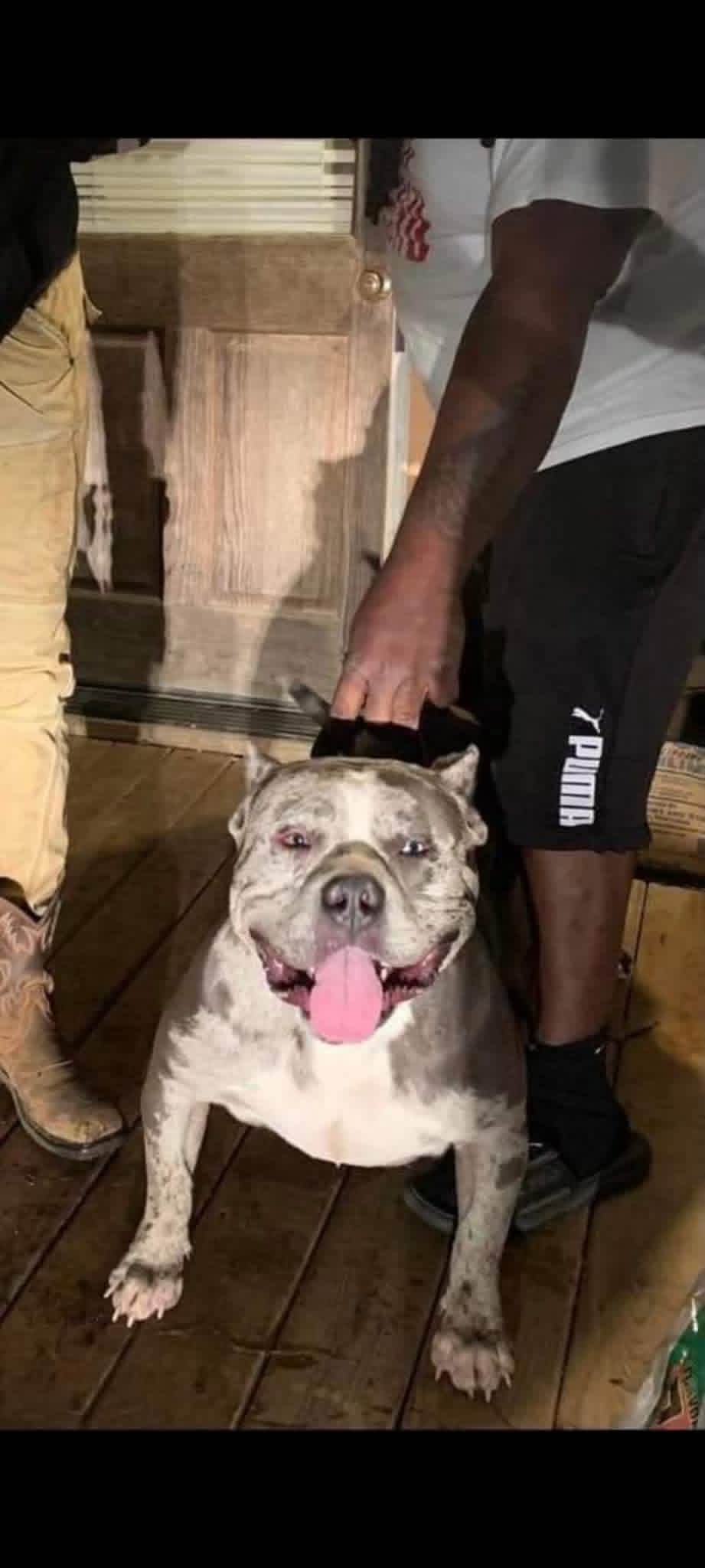 Dog Featured Image