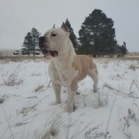 OROZCO’S ZUKO OF WYOBULLS