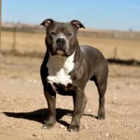 Sanatra’s Top Dogg Ent