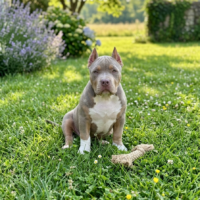Culture Kennels Ms. Fancy