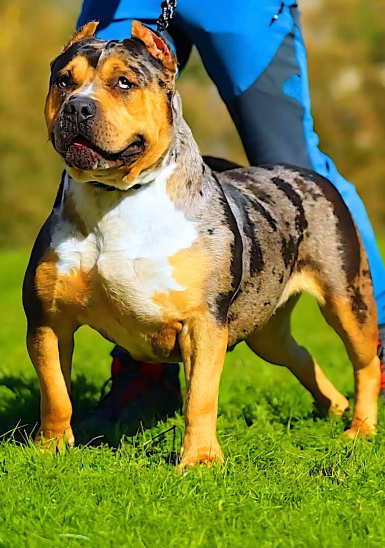 Dog Featured Image
