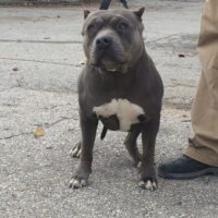 Dog Featured Image