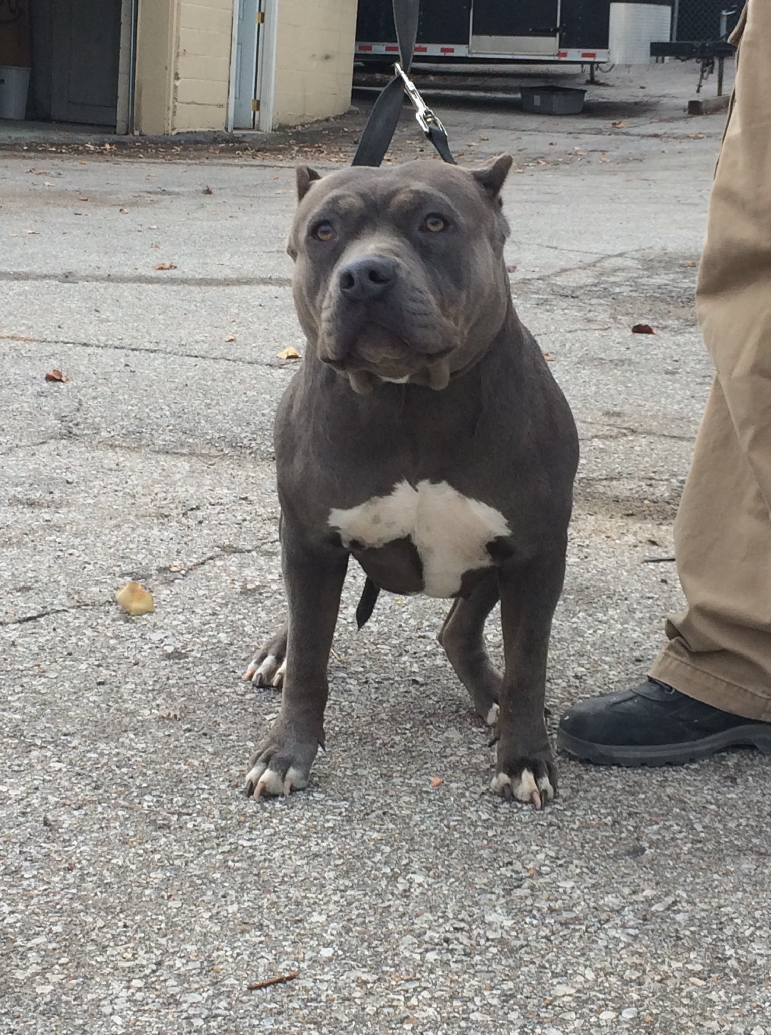 Dog Featured Image