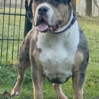 RAW-Bully’s Hennessey