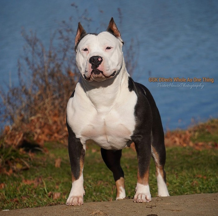 Dog Featured Image
