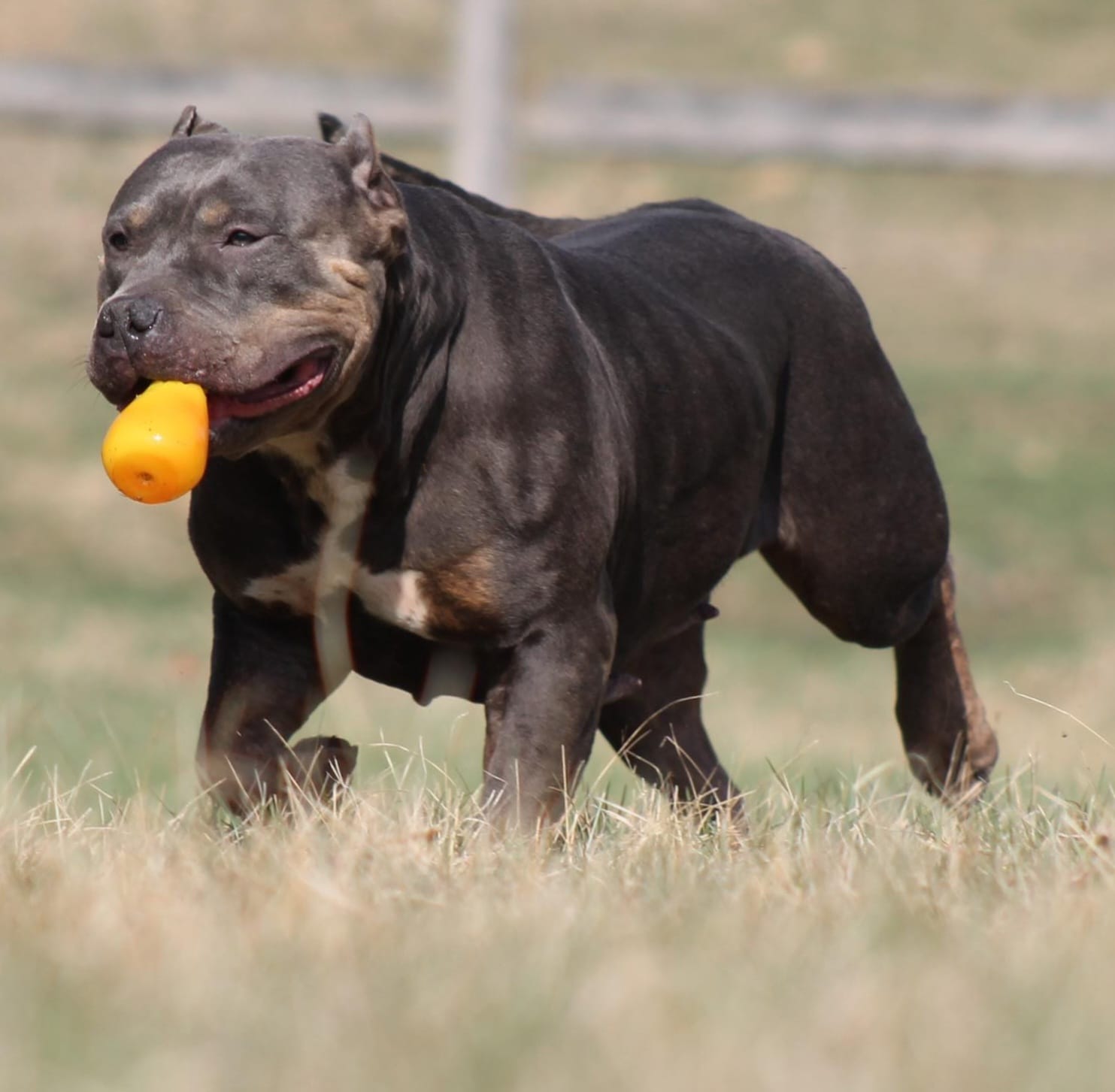 Dog Featured Image