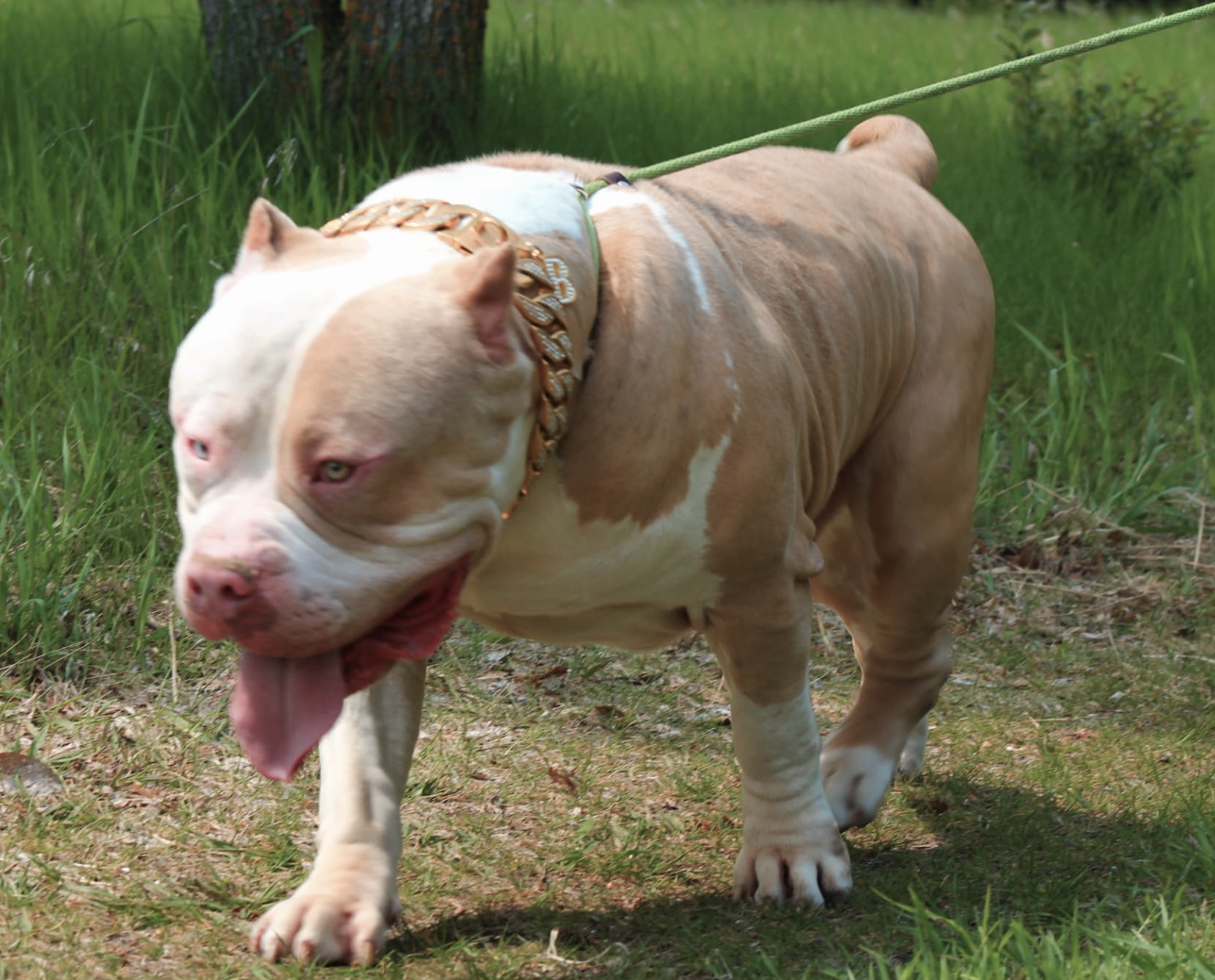 Dog Featured Image
