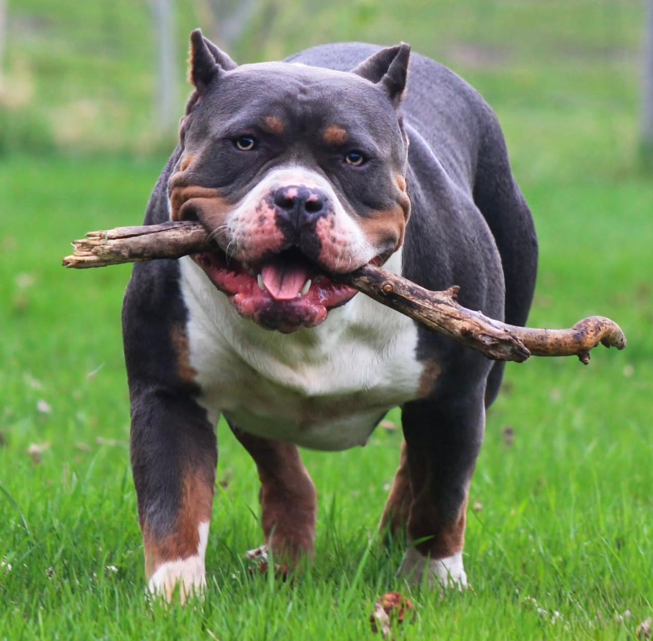 Dog Featured Image