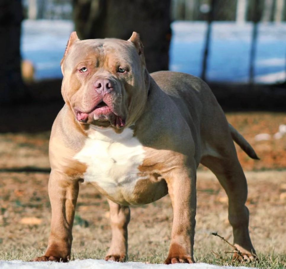 Dog Featured Image