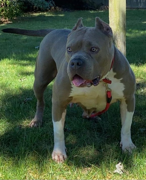 Dog Featured Image
