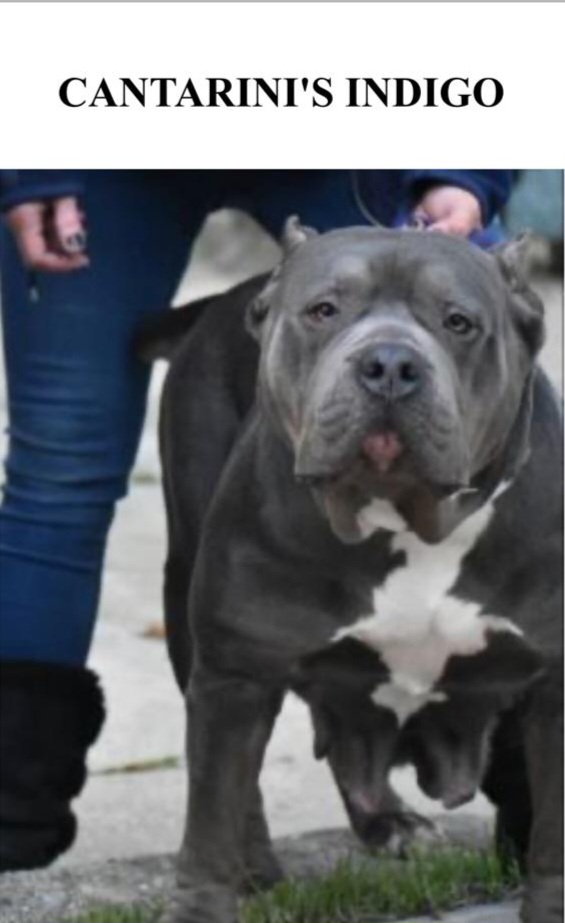Dog Featured Image