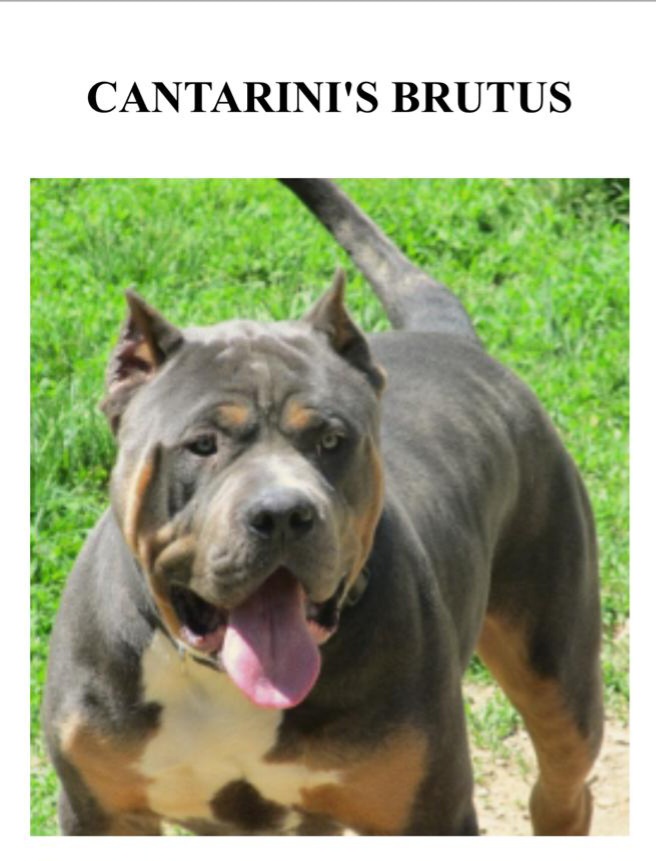 Dog Featured Image