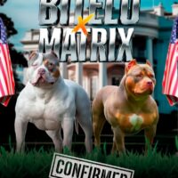 BITELO X MATRIX