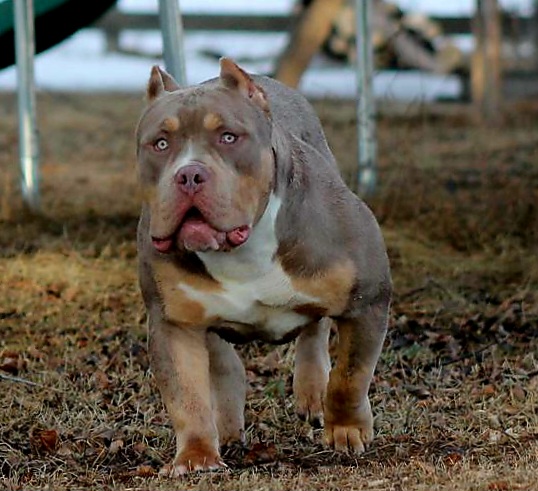 Dog Featured Image