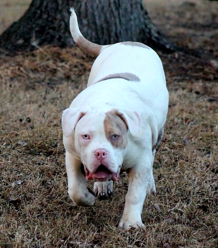 Dog Featured Image
