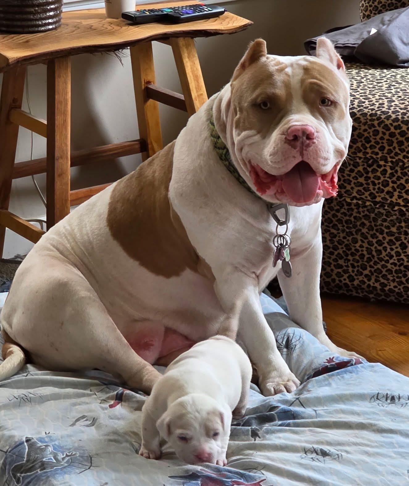 Dog Featured Image