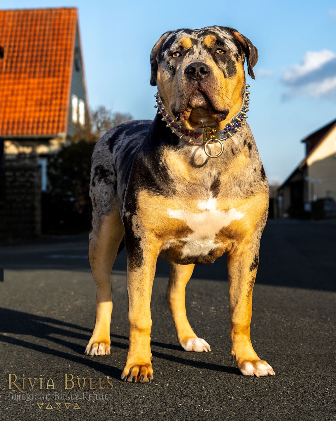 Dog Featured Image