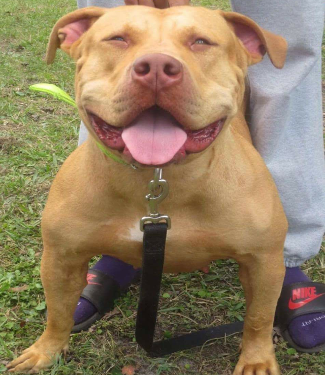 Dog Featured Image