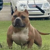 Dog Featured Image