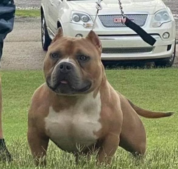 Dog Featured Image