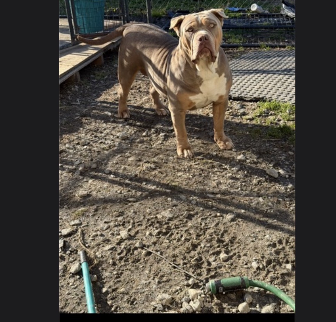 Dog Featured Image