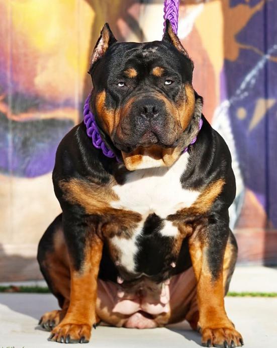 Dog Featured Image