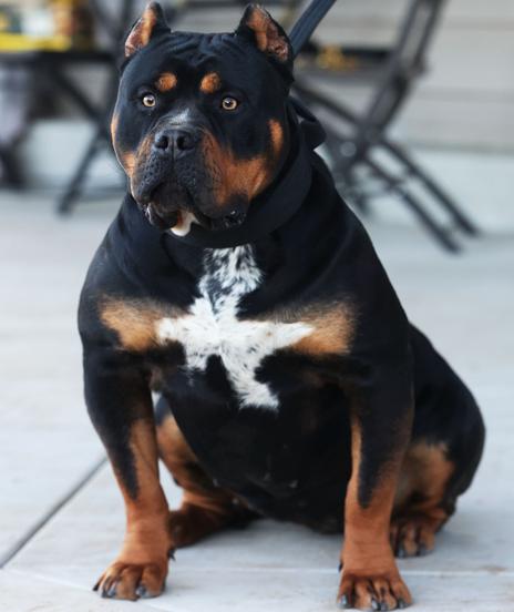 Dog Featured Image