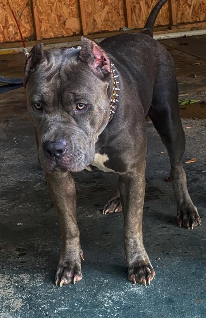 Dog Featured Image