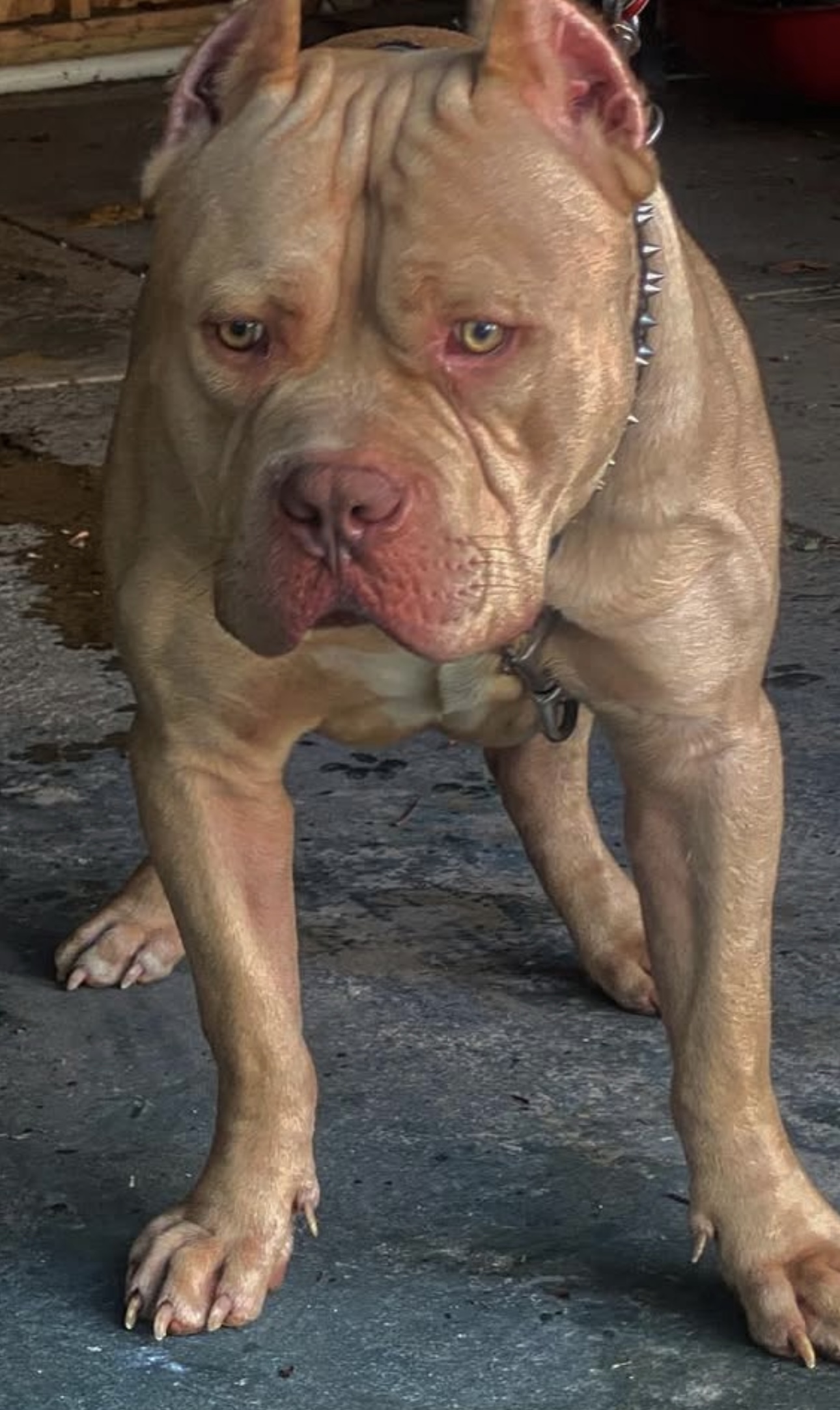 Dog Featured Image