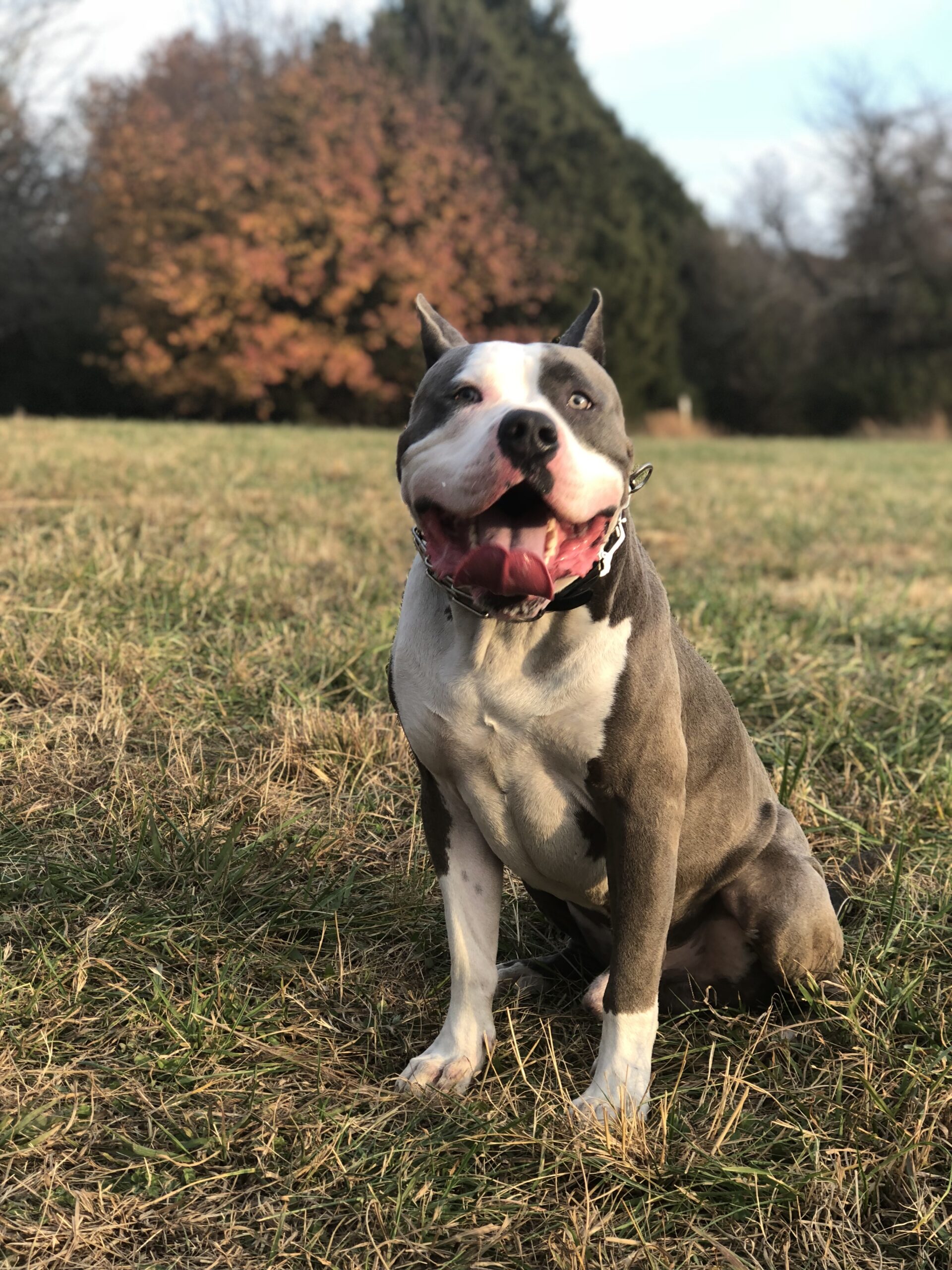 Dog Featured Image