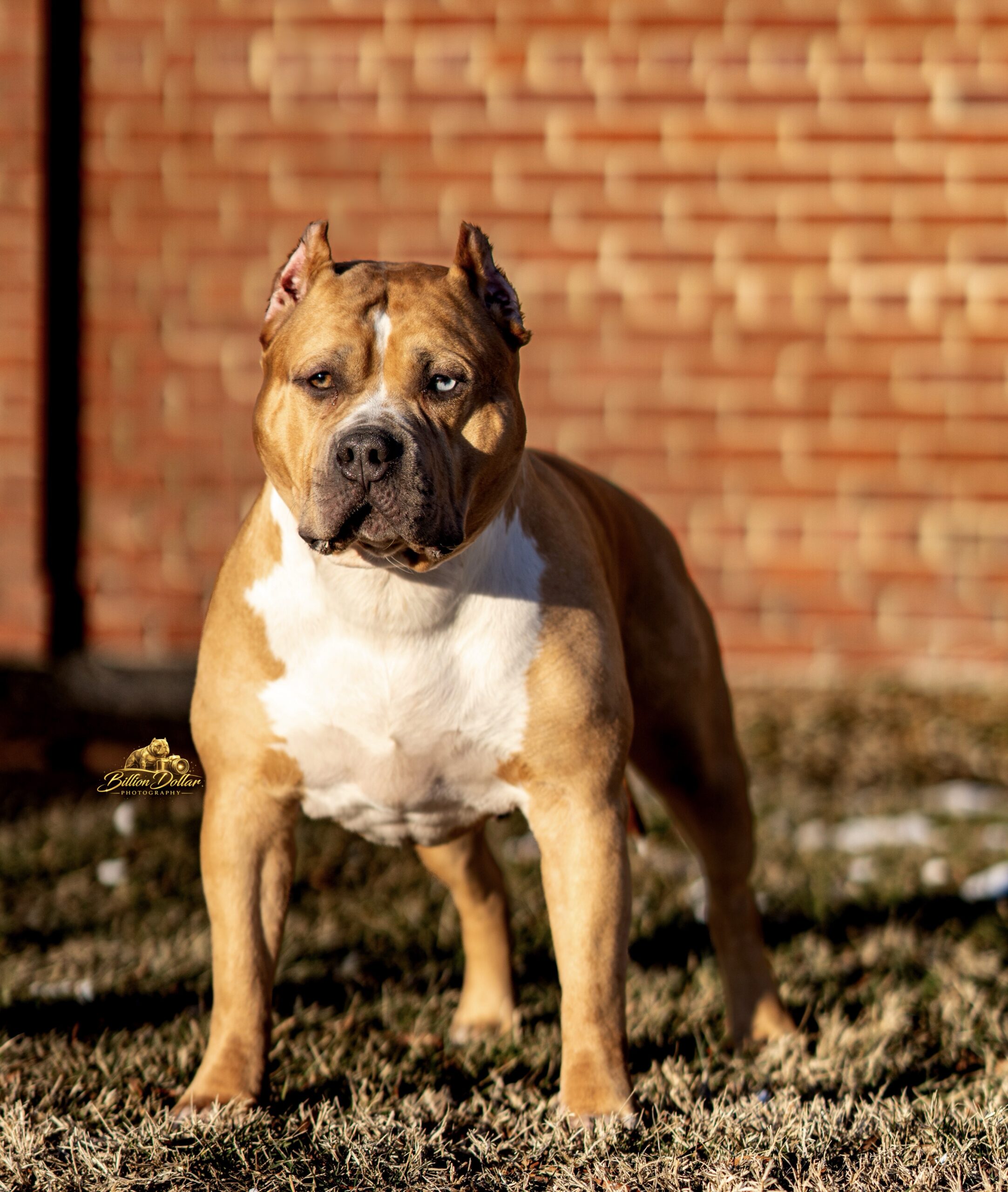 Dog Featured Image