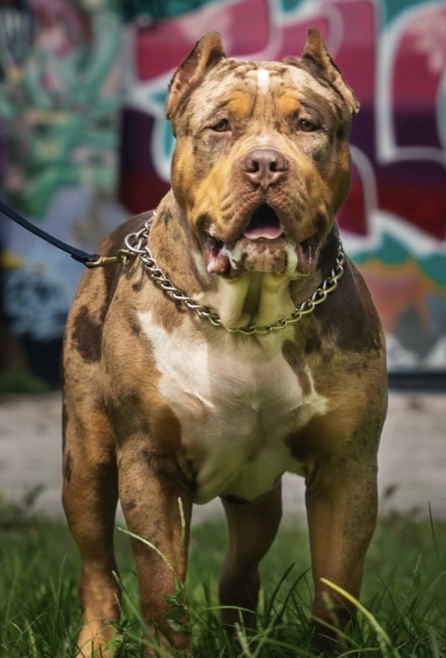 Dog Featured Image