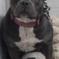 PWB Princess