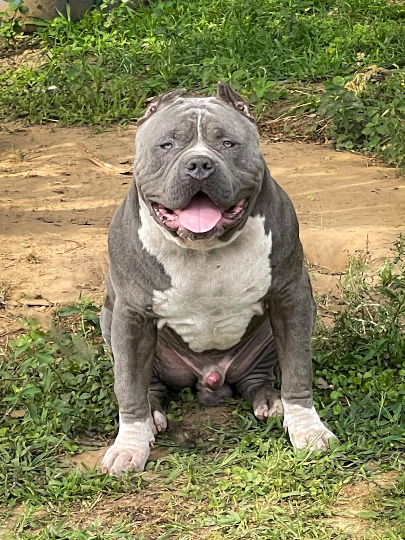 Dog Featured Image