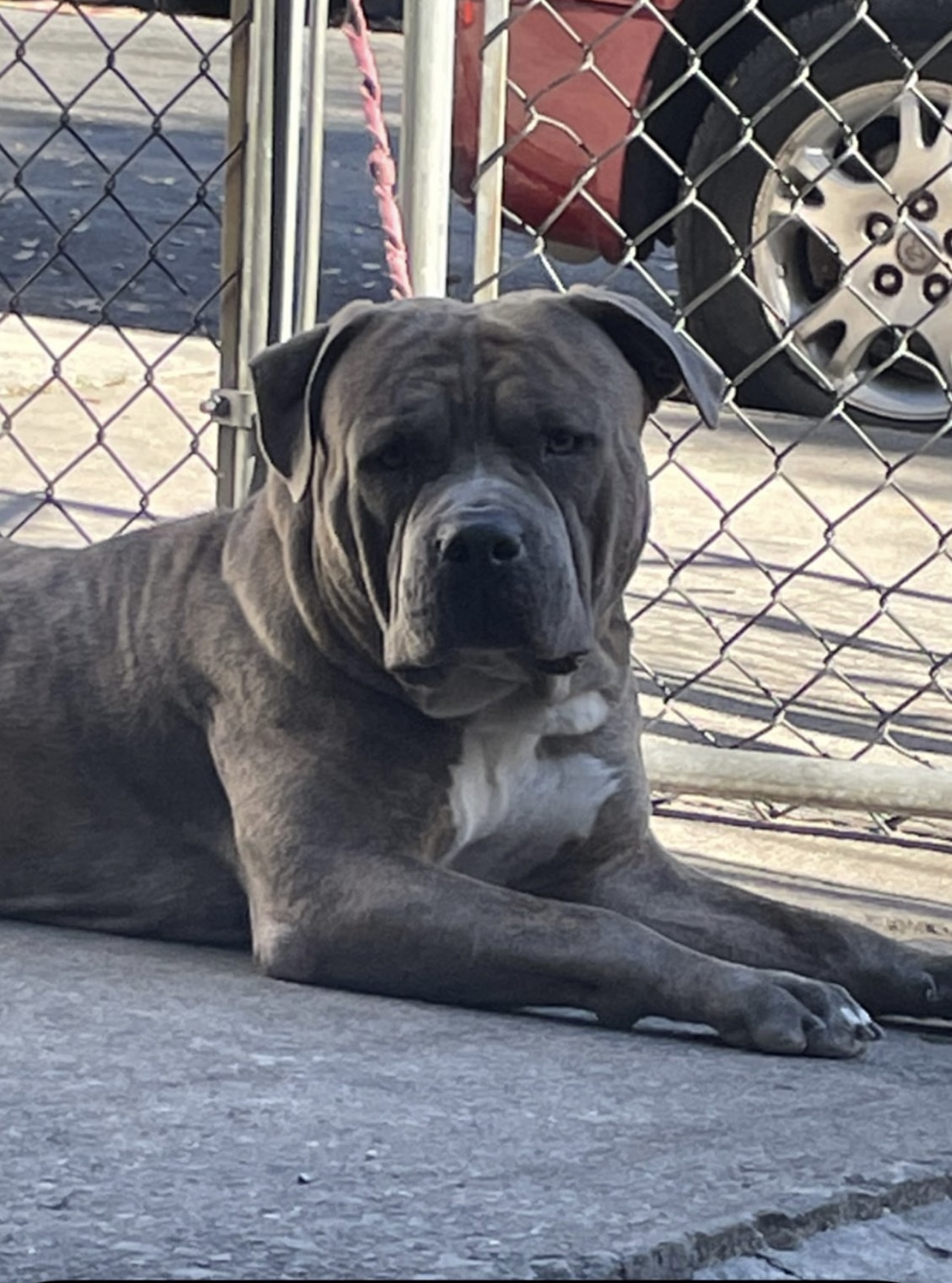 Dog Featured Image