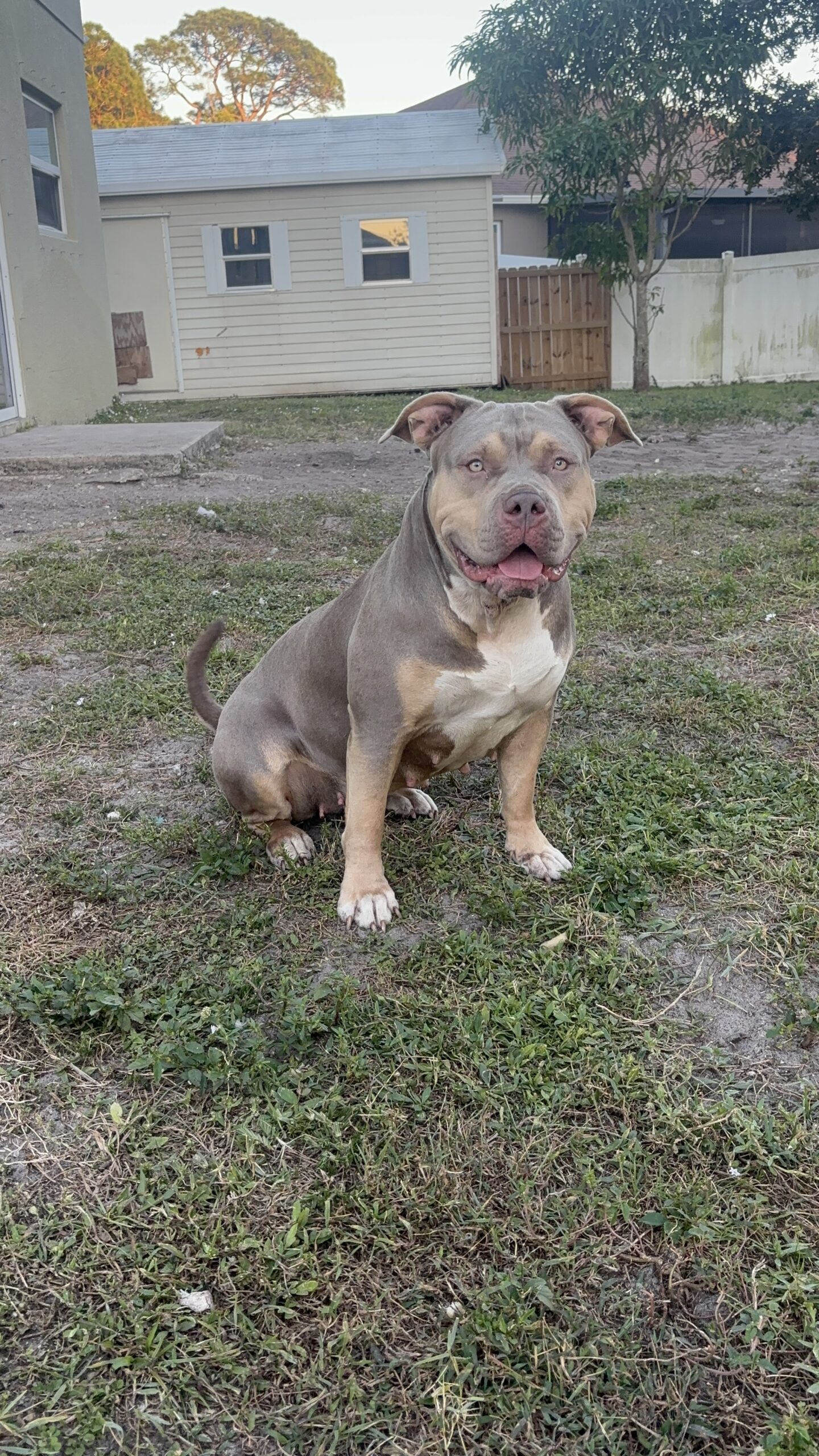 Dog Featured Image