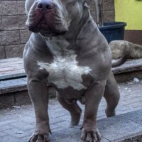 Best Bully JLO