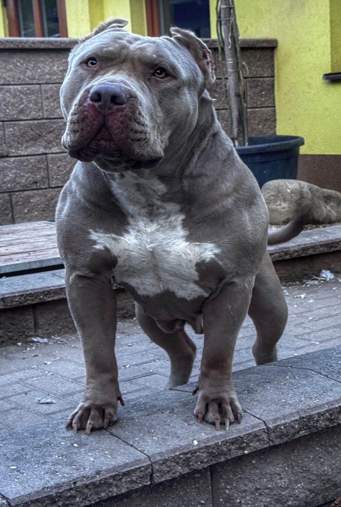 Dog Featured Image